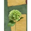 SpecktrumFLowersHortensiaGrn-01